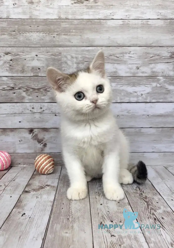 Genry British Shorthair male black spotted tabby bicolour live animals