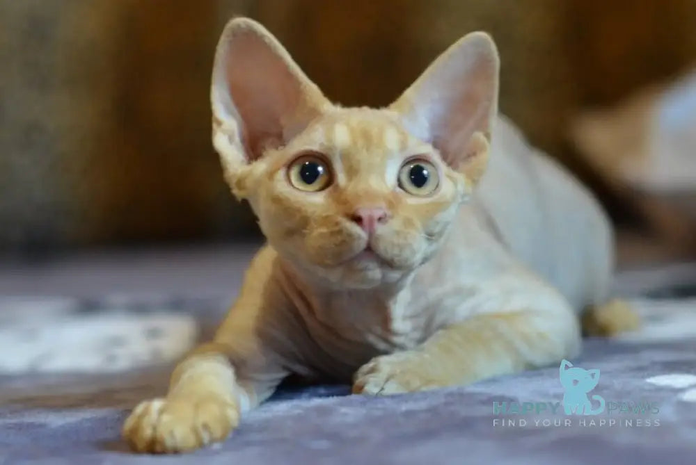 Genry Devon Rex male red live animals