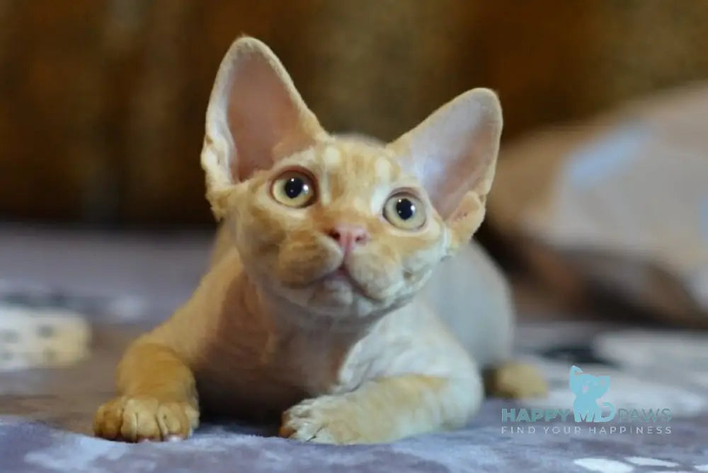 Genry Devon Rex male red live animals