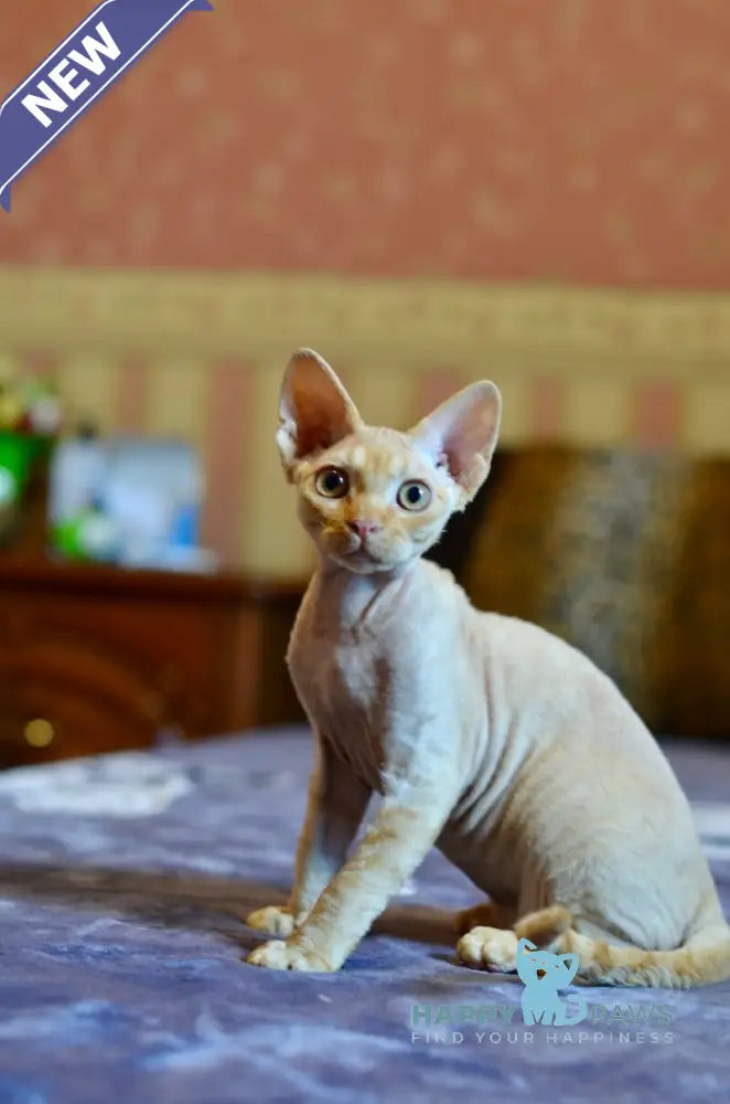 Genry Devon Rex male red live animals