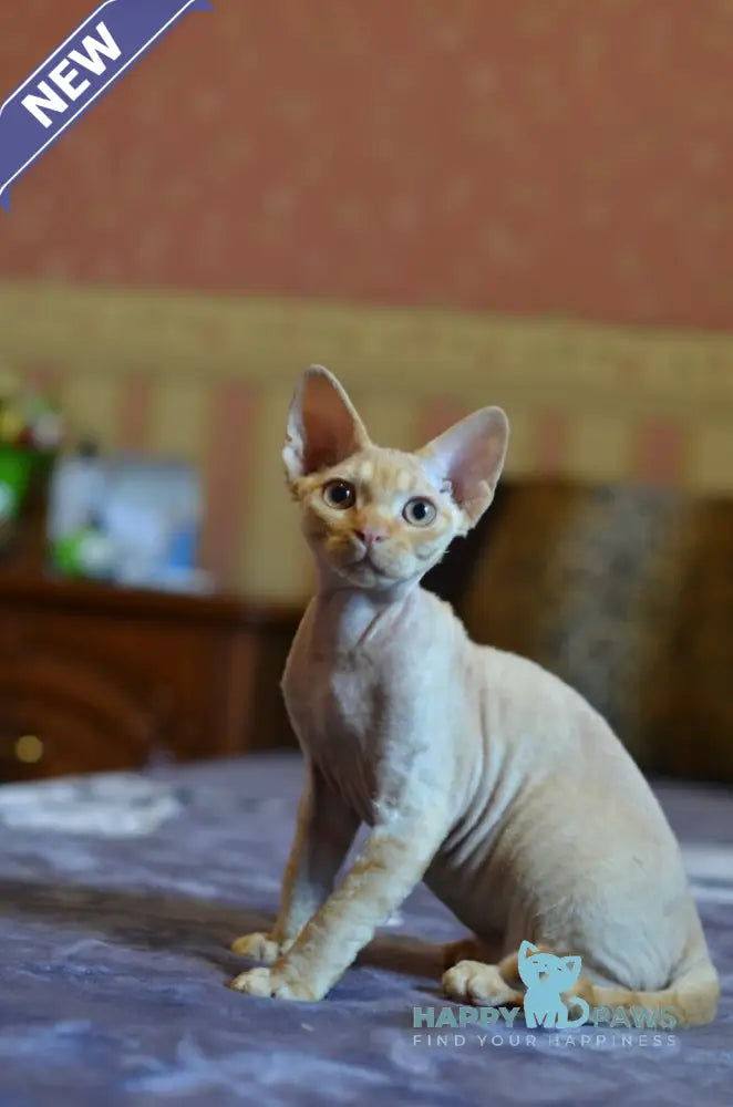 Genry Devon Rex male red live animals