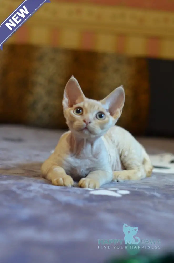 Genry Devon Rex male red live animals