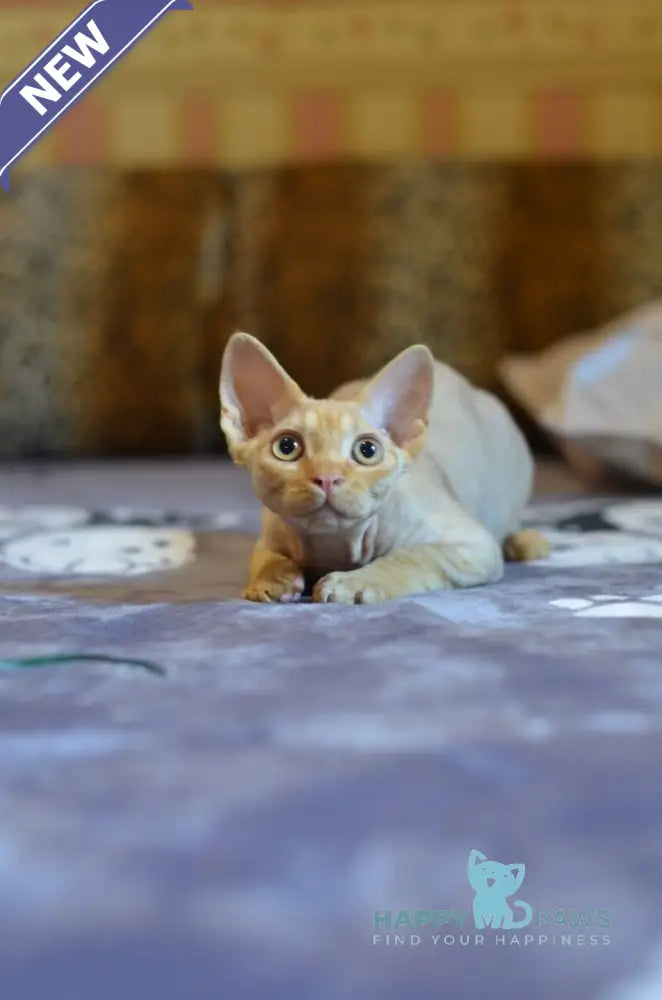 Genry Devon Rex male red live animals