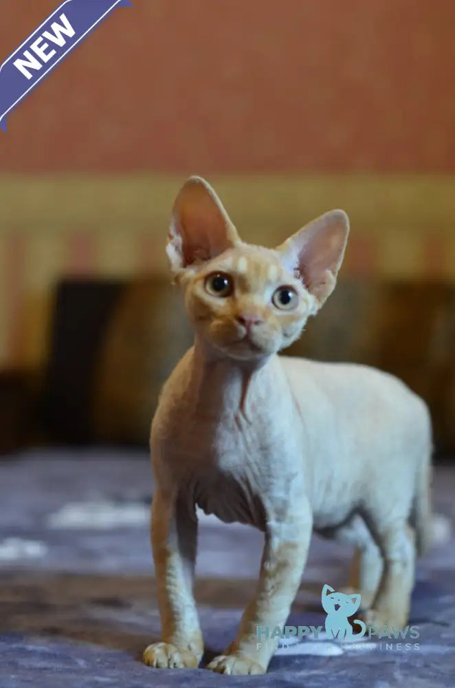 Genry Devon Rex male red live animals