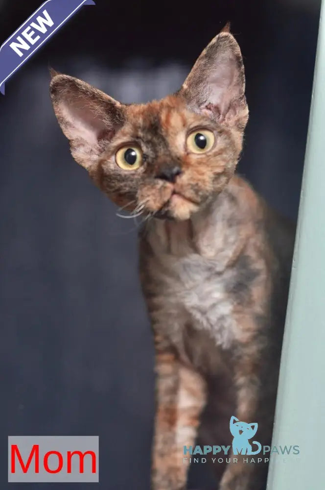 Genry Devon Rex male red live animals