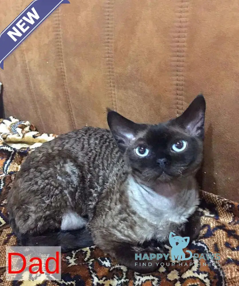 Genry Devon Rex male red live animals