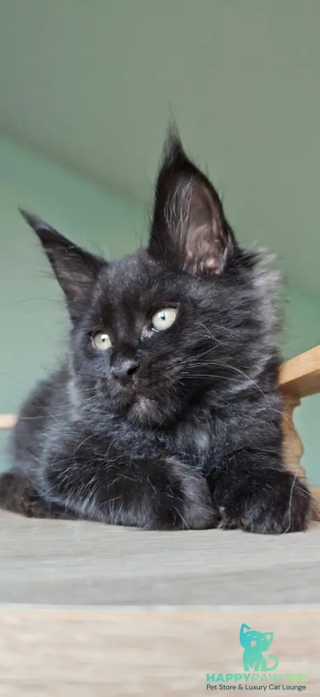 Genry Maine Coon male black - live animals