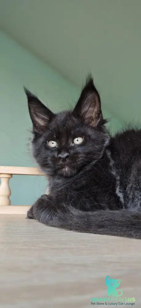 Genry Maine Coon male black - live animals