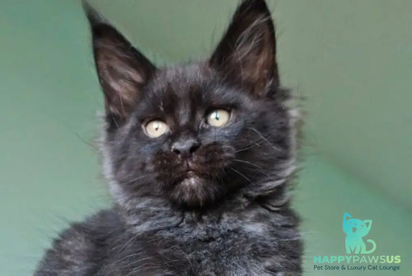Genry Maine Coon male black - live animals