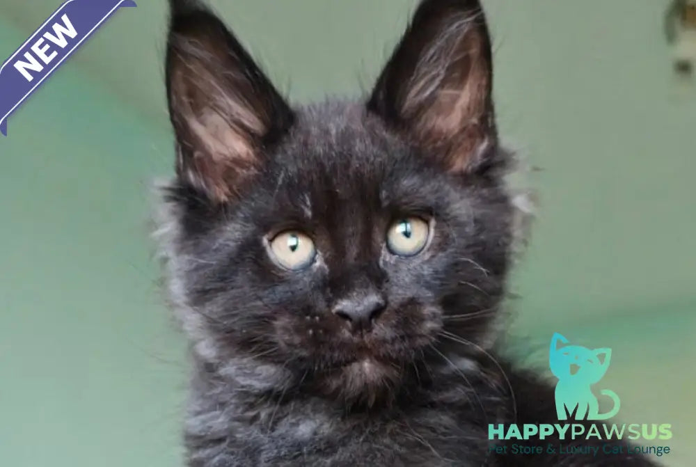 Genry Maine Coon male black - live animals