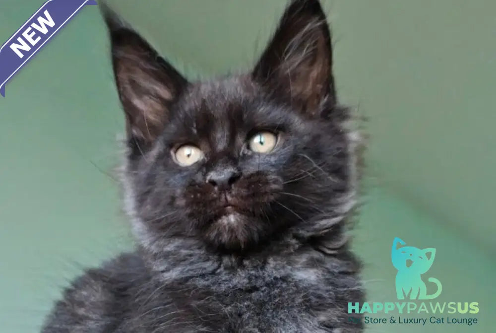 Genry Maine Coon male black - live animals