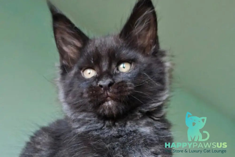 Genry Maine Coon male black - live animals