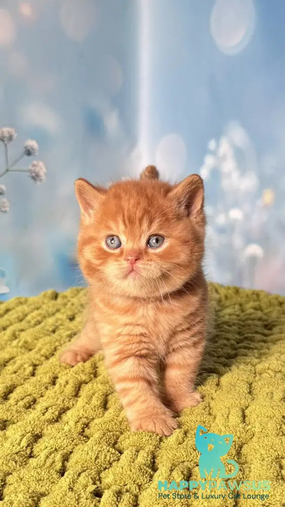 George British Shorthair male red - live animals