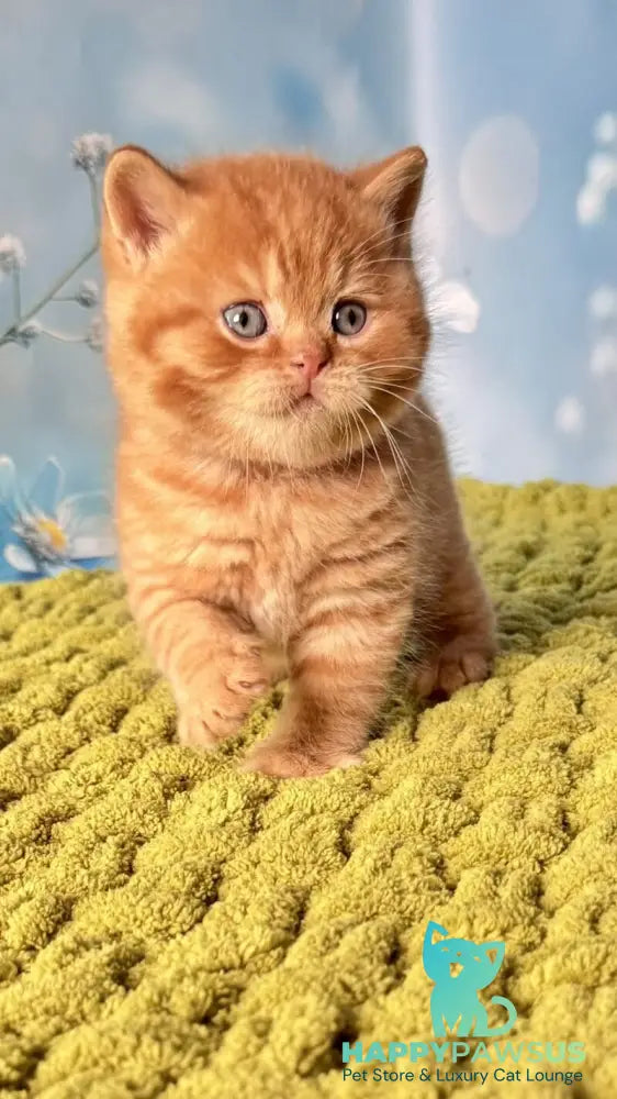 George British Shorthair male red - live animals