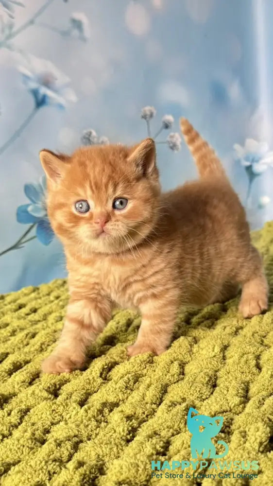George British Shorthair male red - live animals