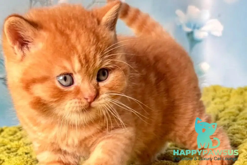 George British Shorthair male red - live animals