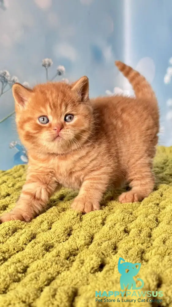 George British Shorthair male red - live animals