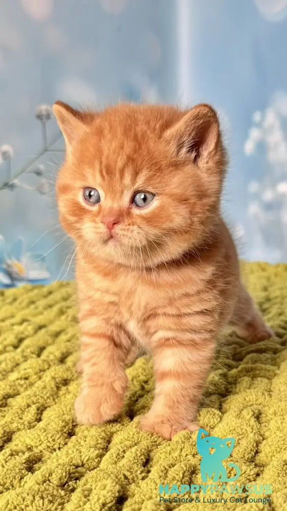 George British Shorthair male red - live animals