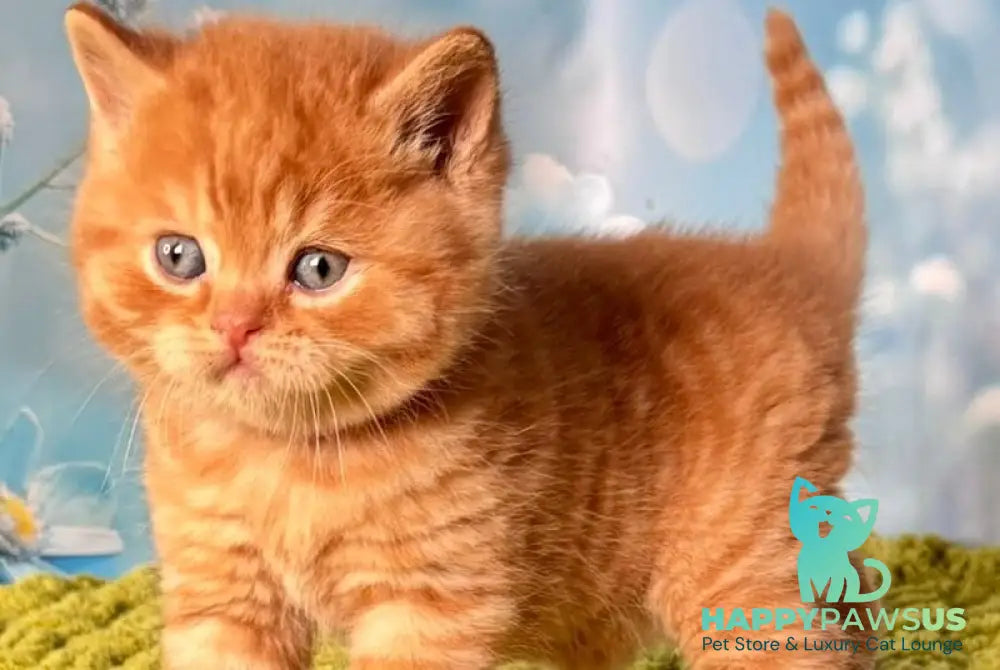 George British Shorthair male red - live animals