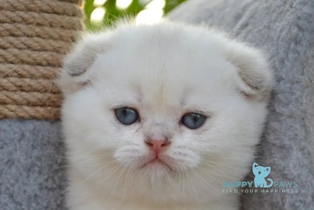 George Scottish Fold male black golden shaded pointed - live animals