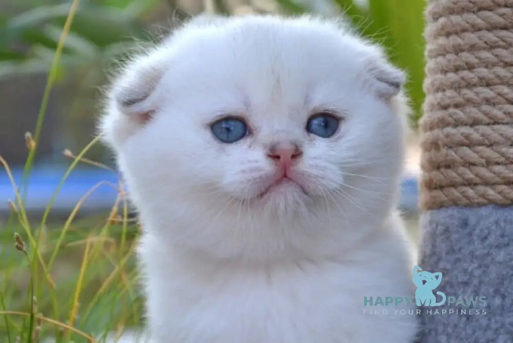 George Scottish Fold male black golden shaded pointed - live animals
