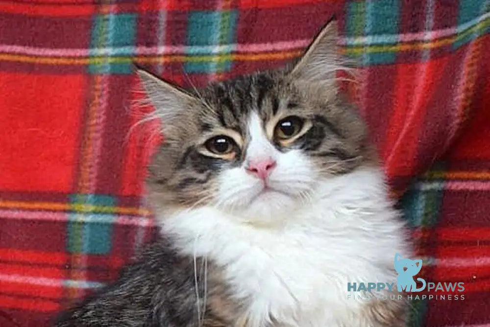 George Siberian male black tabby bicolour live animals