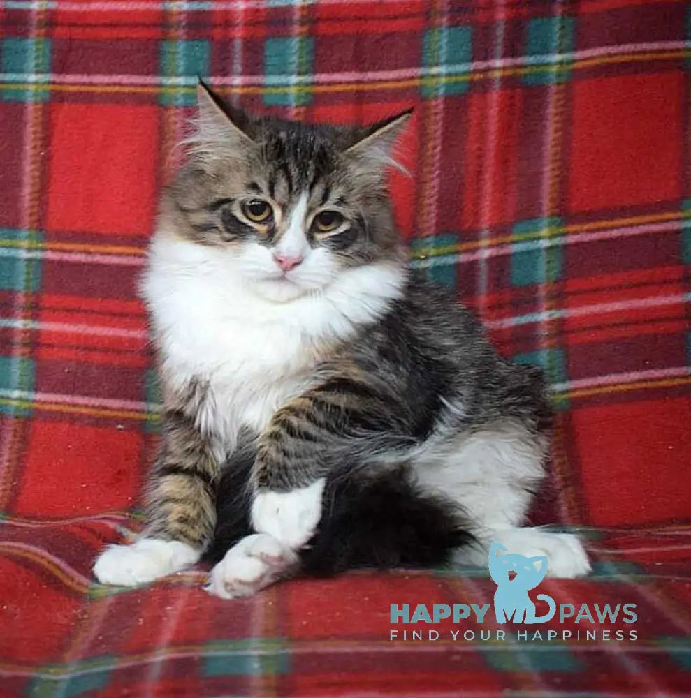 George Siberian male black tabby bicolour live animals