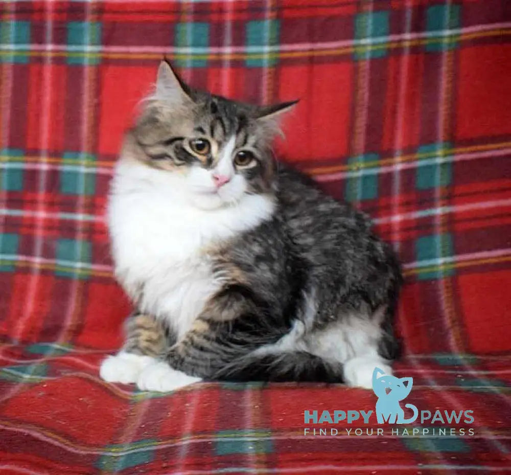 George Siberian male black tabby bicolour live animals