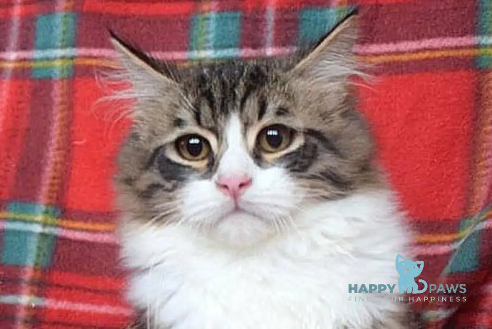 George Siberian male black tabby bicolour live animals