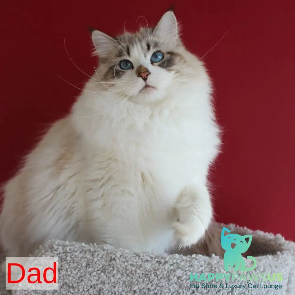 George Siberian male white - live animals