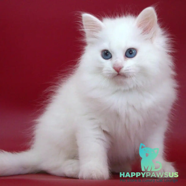 George Siberian male white - live animals