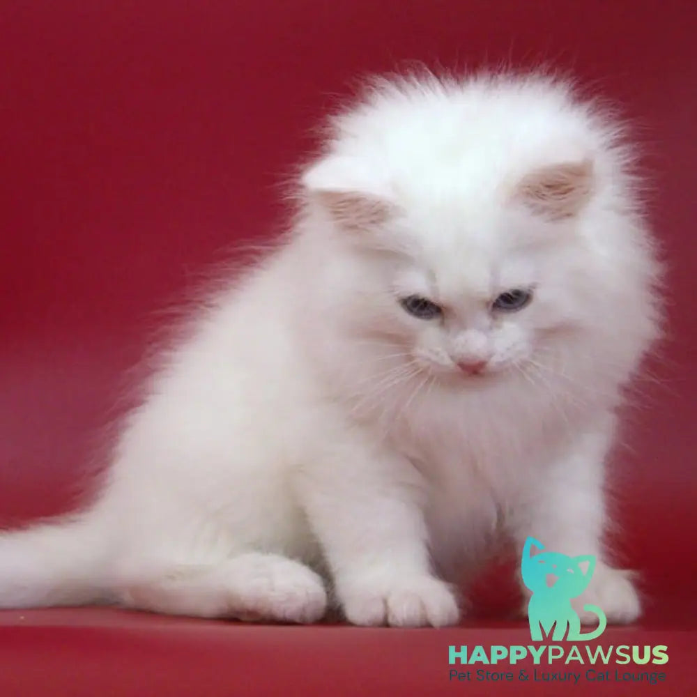 George Siberian male white - live animals