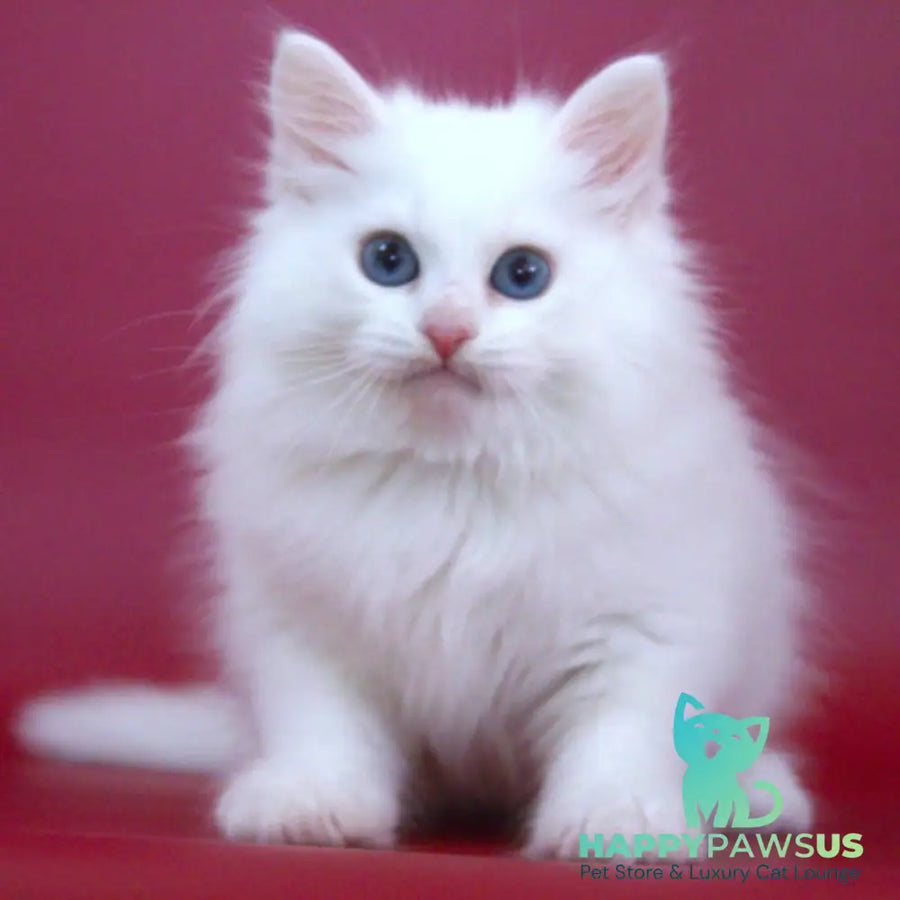 George Siberian male white - live animals