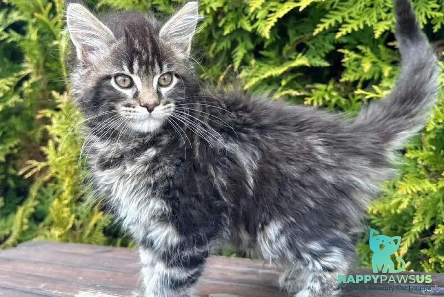 Georgina Maine Coon female black spotted tabby - live animals
