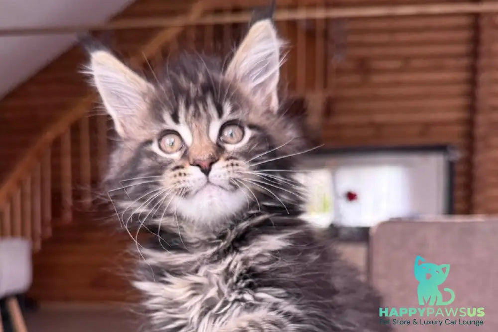 Georgina Maine Coon female black spotted tabby - live animals