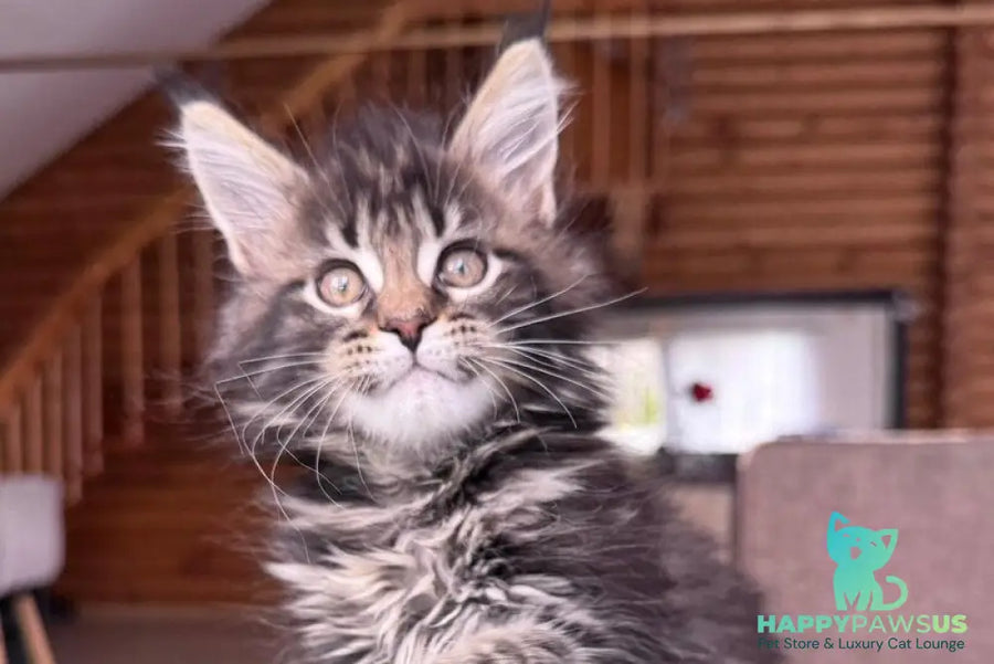 Georgina Maine Coon female black spotted tabby - live animals