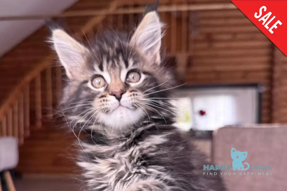 Georgina Maine Coon female black spotted tabby - live animals