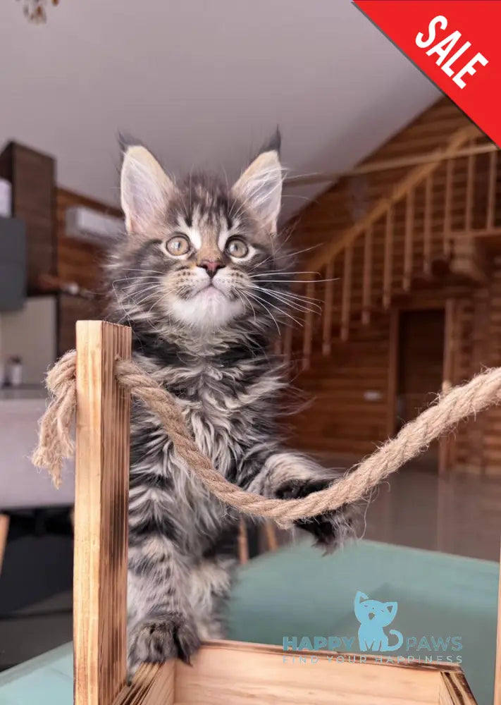 Georgina Maine Coon female black spotted tabby - live animals