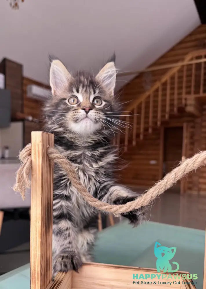Georgina Maine Coon female black spotted tabby - live animals