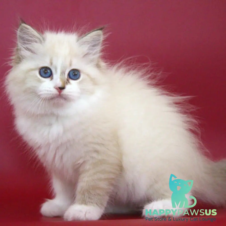 Georgina Siberian female black with white tabby pointed - live animals