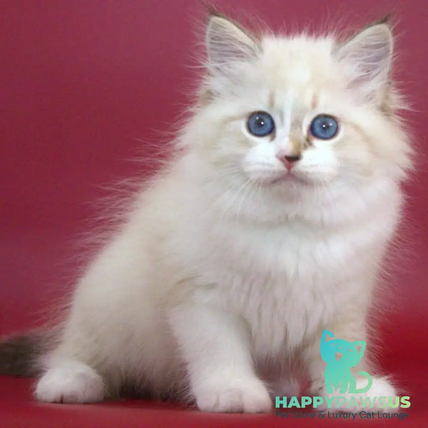 Georgina Siberian female black with white tabby pointed - live animals