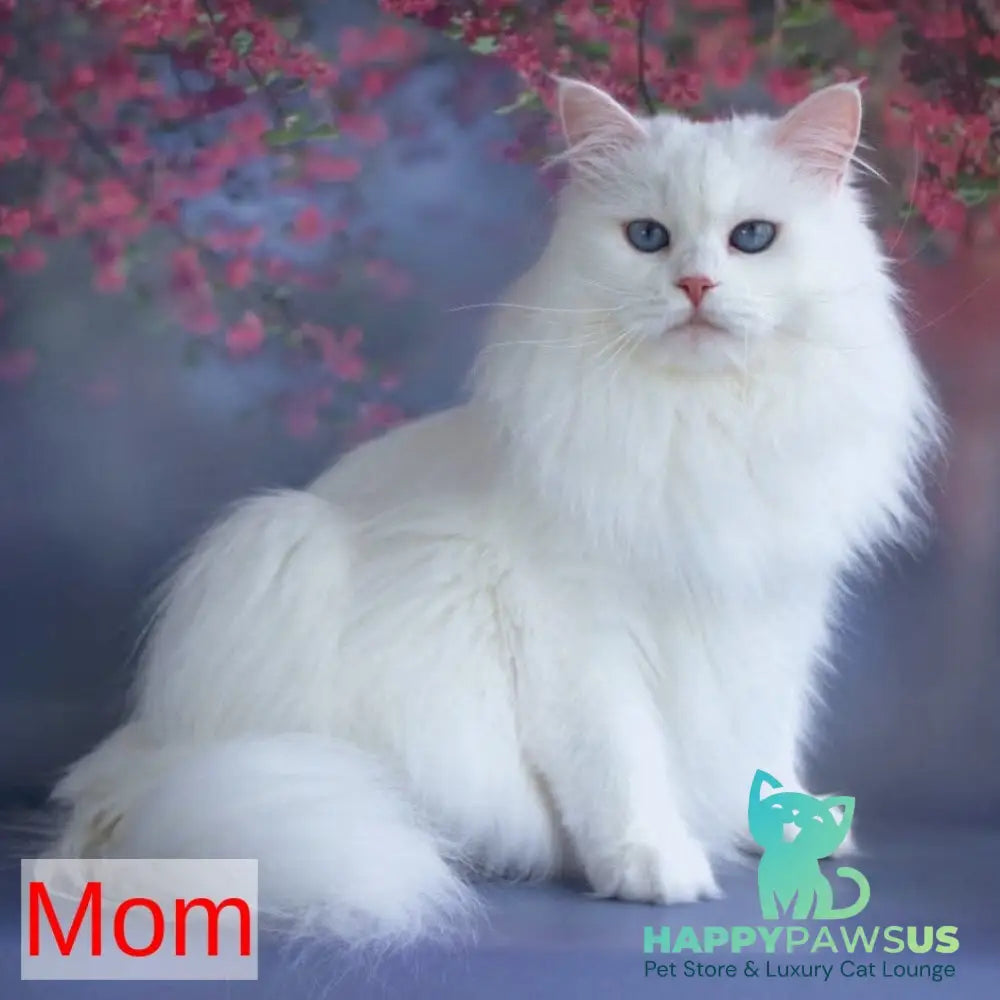 Georgina Siberian female black with white tabby pointed - live animals