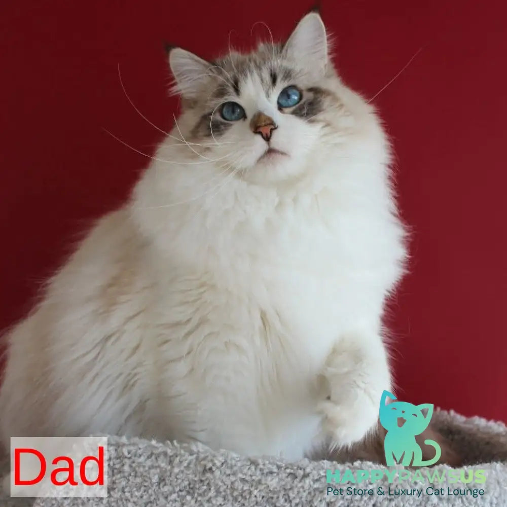 Georgina Siberian female black with white tabby pointed - live animals