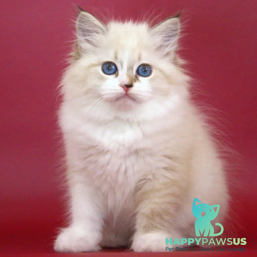 Georgina Siberian female black with white tabby pointed - live animals