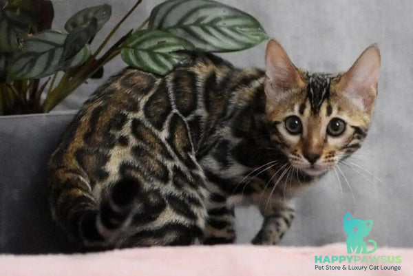 Gera Bengal male black spotted tabby - live animals