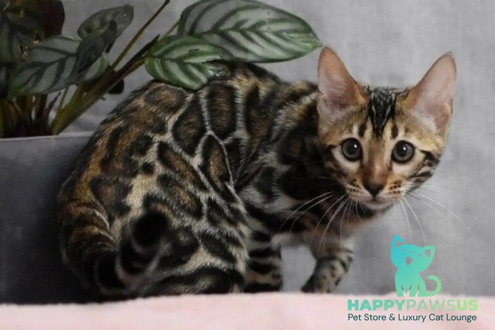 Gera Bengal male black spotted tabby - live animals