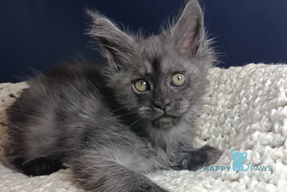 Gera Maine Coon female black smoke live animals