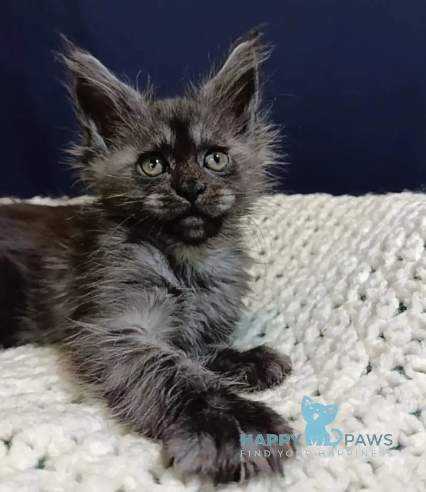 Gera Maine Coon female black smoke live animals