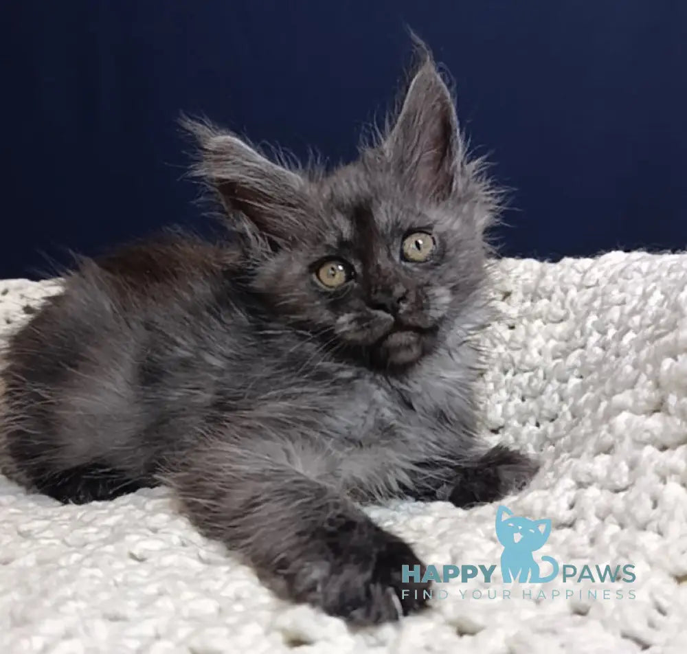 Gera Maine Coon female black smoke live animals
