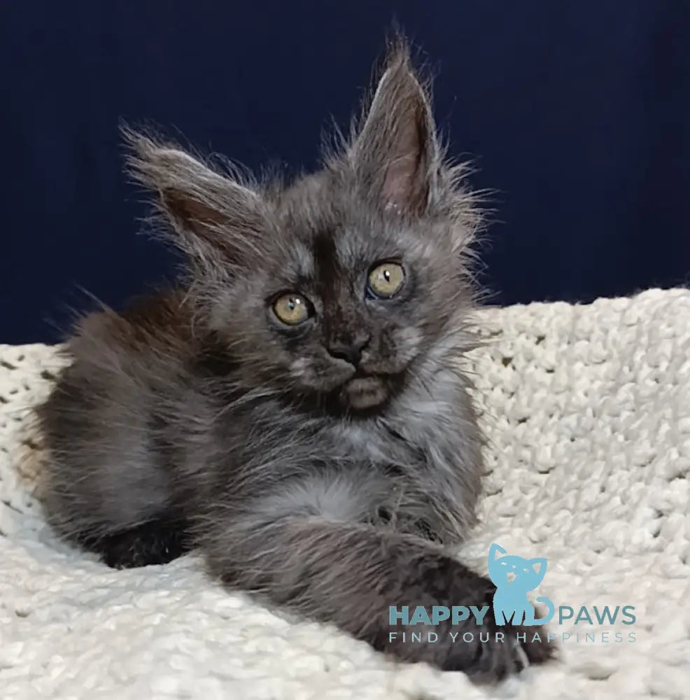 Gera Maine Coon female black smoke live animals